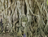 THAILAND, Ayuthaya, Wat Phra Mahathat, Buddha head entwined in roots, THA2096JPL
