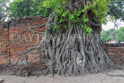 THAILAND, Ayutthaya, Wat Phra Mahathat, Buddha head entwined in Fig tree, THA2662JPL