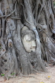 THAILAND, Ayutthaya, Wat Phra Mahathat, Buddha head entwined in Fig tree, THA2665JPL