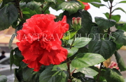 THAILAND, Ayutthaya, red Hibiscus flower, THA2700JPL