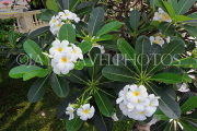 THAILAND, Bang Pa-In (nr Ayutthaya), gardens, Frangipani (Plumeria) flowers, THA2576JPL
