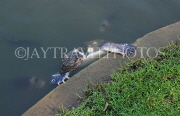 THAILAND, Bang Pa-In (nr Ayutthaya), turtle in lake, THA2623JPL