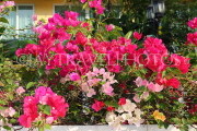 THAILAND, Bangkok, Chao Phraya Riverside, Bougainvillea flowers, THA3464JPL