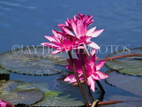 THAILAND, Kanchanaburi, water lilies in pond, THA2083JPL