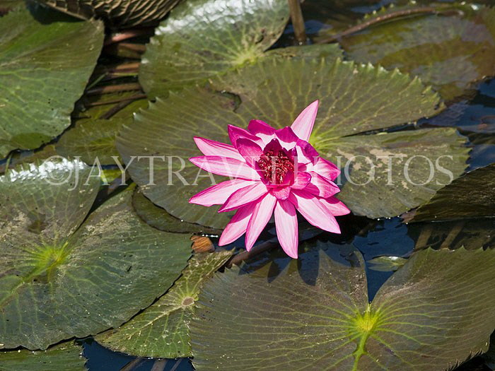 THAILAND, Kanchanaburi, water lily, THA2129JPL