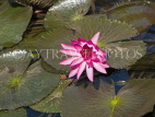 THAILAND, Kanchanaburi, water lily and leaves, THA2283JPL