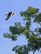 THAILAND, Khao Yai National Park, Hornbill in flight, THA2213JPL