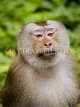 THAILAND, KhaoYai National Park, Macaque monkey, THA2100JPL