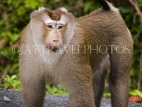 THAILAND, KhaoYai National Park, Macaque monkey, THA2101JPL