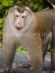 THAILAND, KhaoYai National Park, Macaque monkey, THA2102JPL