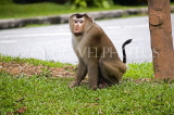 THAILAND, KhaoYai National Park, Macaque monkey, THA2103JPL
