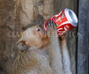 THAILAND, Lopburi, Monkey Banquet Festival, monkey drinking a Coke, THA2188JPL