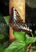 THAILAND, Northern Thailand, Chiang Mai, Blue Clipper Butterfly, THA1847JPL