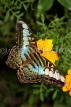 THAILAND, Northern Thailand, Chiang Mai, Blue Clipper Butterfly, THA2310JPL