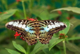 THAILAND, Northern Thailand, Chiang Mai, Blue Clipper Butterfly, THA2311JPL