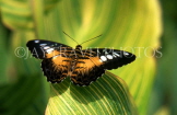 THAILAND, Northern Thailand, Chiang Mai, Brown Clipper Butterfly, THA1842JPL
