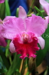 THAILAND, Northern Thailand, Chiang Mai, Cattleya Orchid, THA2230JPL