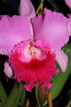THAILAND, Northern Thailand, Chiang Mai, Cattleya Orchid, THA2231JPL