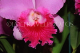 THAILAND, Northern Thailand, Chiang Mai, Cattleya Orchid, THA2232JPL