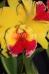 THAILAND, Northern Thailand, Chiang Mai, Cattleya Orchid, THA2233JPL