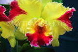 THAILAND, Northern Thailand, Chiang Mai, Cattleya Orchid, THA2235JPL