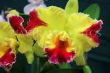 THAILAND, Northern Thailand, Chiang Mai, Cattleya Orchid, THA2236JPL