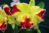 THAILAND, Northern Thailand, Chiang Mai, Cattleya Orchid, THA2236JPL