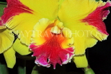 THAILAND, Northern Thailand, Chiang Mai, Cattleya Orchid, THA2238JPL