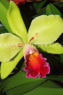 THAILAND, Northern Thailand, Chiang Mai, Cattleya Orchid, THA2239JPL