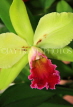 THAILAND, Northern Thailand, Chiang Mai, Cattleya Orchid, THA2240JPL