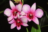 THAILAND, Northern Thailand, Chiang Mai, Dendrobium Orchids, THA2223JPL
