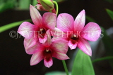 THAILAND, Northern Thailand, Chiang Mai, Dendrobium Orchids, THA2253JPL