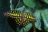 THAILAND, Northern Thailand, Chiang Mai, Green Tailed Jay Butterfly, THA1845JPL