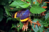 THAILAND, Northern Thailand, Chiang Mai, Indian Leaf Butterfly, THA1843JPL
