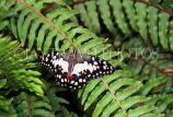 THAILAND, Northern Thailand, Chiang Mai, Lime Swallowtail Butterfly, THA1846JPL
