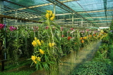 THAILAND, Northern Thailand, Chiang Mai, Orchid Farm, plants suspended in pots, THA2161JPL