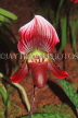 THAILAND, Northern Thailand, Chiang Mai, Paphiopedilum Orchid, THA2241JPL