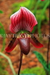 THAILAND, Northern Thailand, Chiang Mai, Paphiopedilum Orchid, THA2242JPL