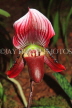 THAILAND, Northern Thailand, Chiang Mai, Paphiopedilum Orchid, THA2243JPL