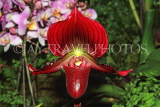 THAILAND, Northern Thailand, Chiang Mai, Paphiopedilum Orchid, THA2244JPL