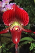 THAILAND, Northern Thailand, Chiang Mai, Paphiopedilum Orchid, THA2245JPL