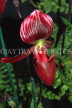 THAILAND, Northern Thailand, Chiang Mai, Paphiopedilum Orchid, THA2246JPL