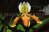 THAILAND, Northern Thailand, Chiang Mai, Paphiopedilum Orchid, THA2257JPL