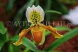 THAILAND, Northern Thailand, Chiang Mai, Paphiopedilum Orchid, THA2258JPL
