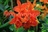 THAILAND, Northern Thailand, Chiang Mai, Potinara Orchids, Cattleya hybrid, THA2274JPL