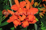 THAILAND, Northern Thailand, Chiang Mai, Potinara Orchids, Cattleya hybrid, THA2275JPL