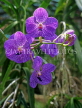 THAILAND, Northern Thailand, Chiang Mai, Spray Orchids, THA2156JPL