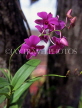 THAILAND, Northern Thailand, Chiang Mai, Spray Orchids, THA2157JPL
