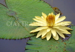 THAILAND, Northern Thailand, Chiang Mai, Water Lily, THA1521JPL