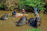THAILAND, Northern Thailand, Chiang Mai, elephants being bathed by mahouts, THA1736JPL